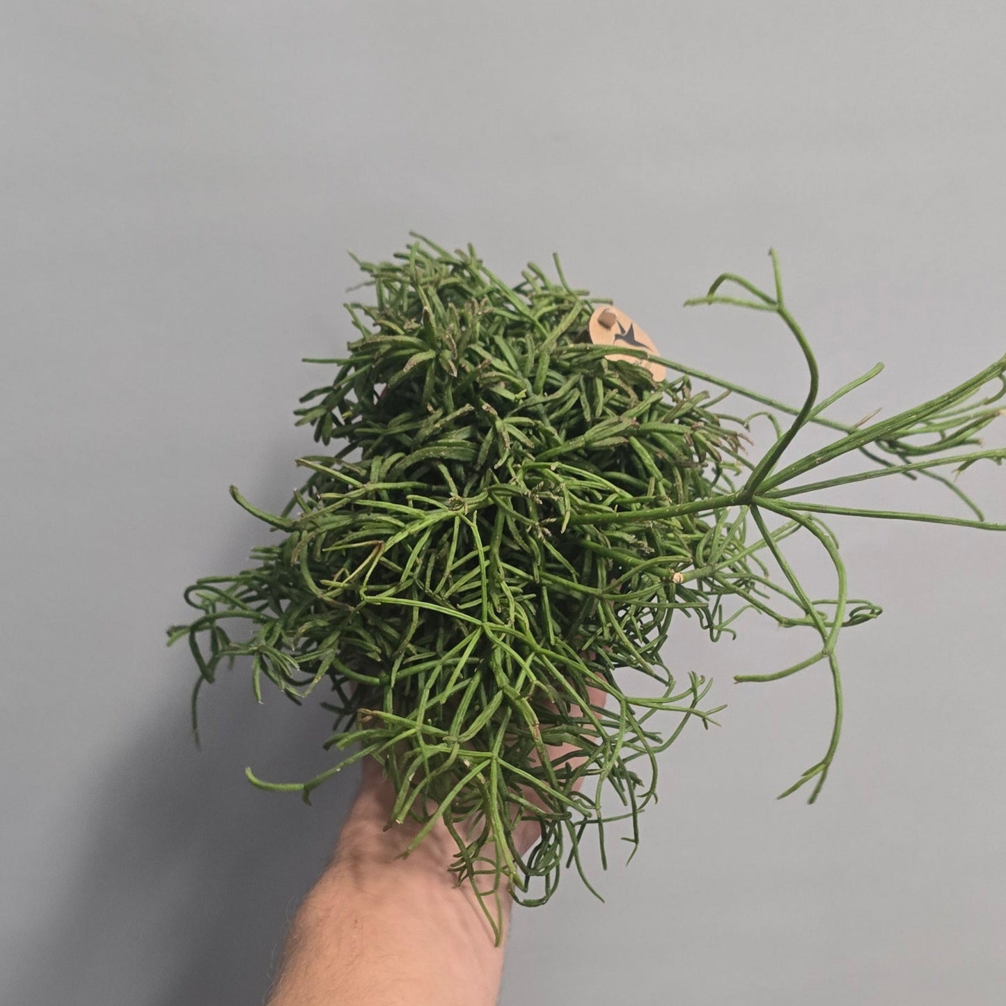 Small Rhipsalis Cactus - Mixed