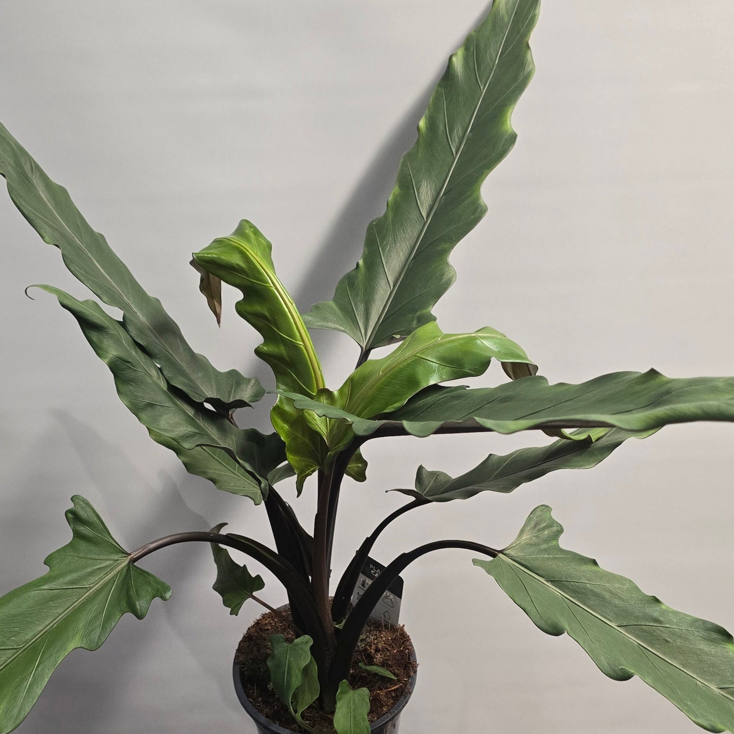 Alocasia Lauterbachiana