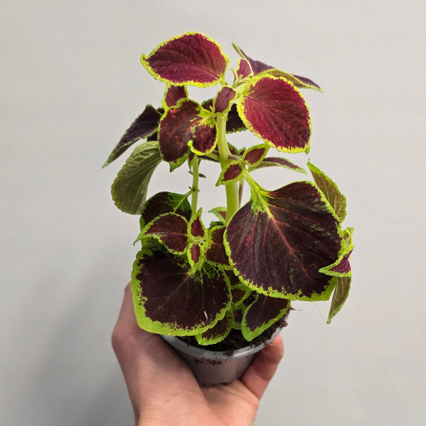 Coleus - Mixed