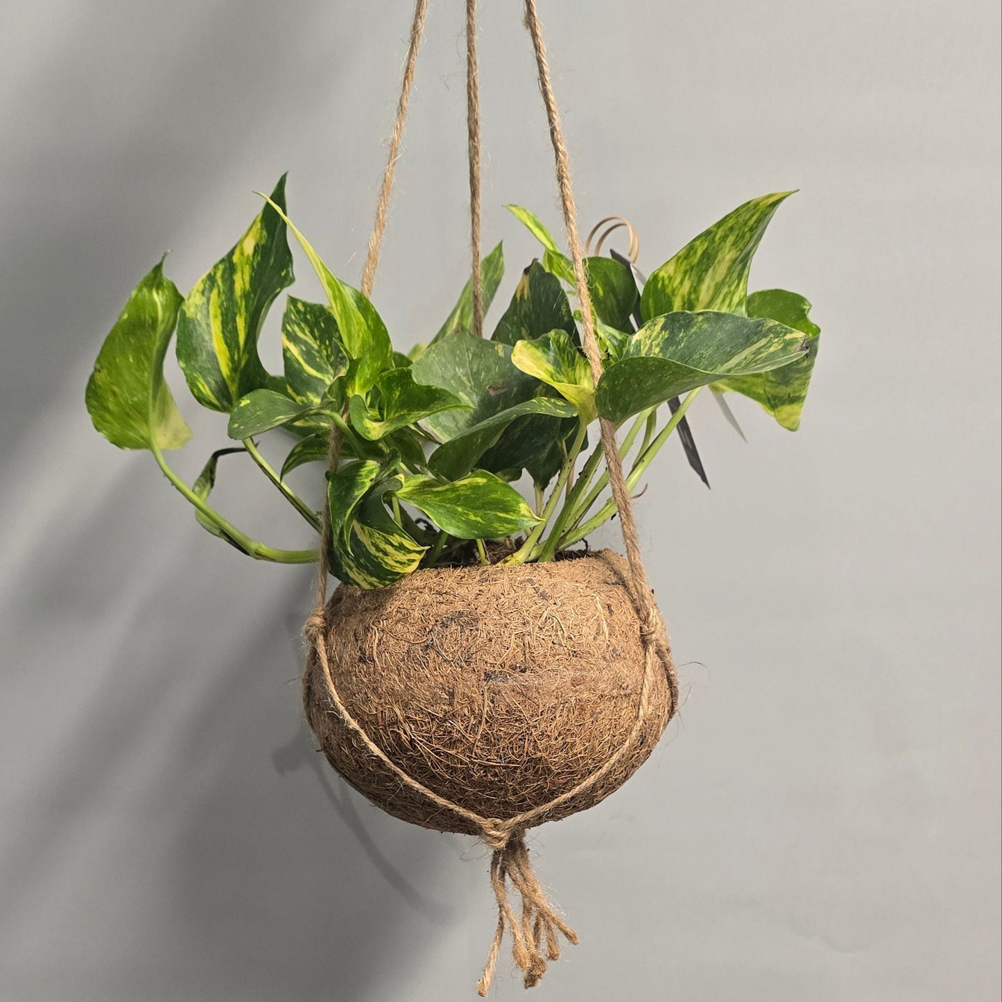 Kokedama Pothos - Mixed - Grade B