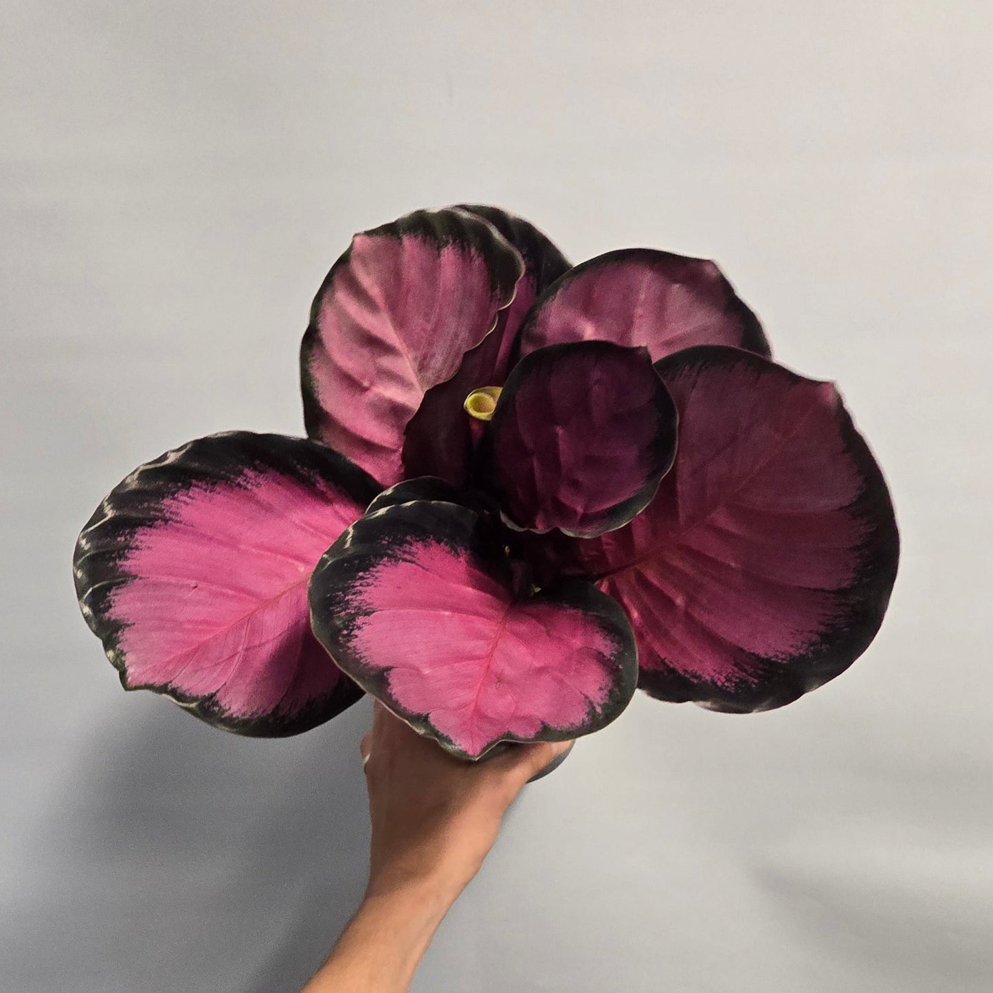 Calathea Crimson