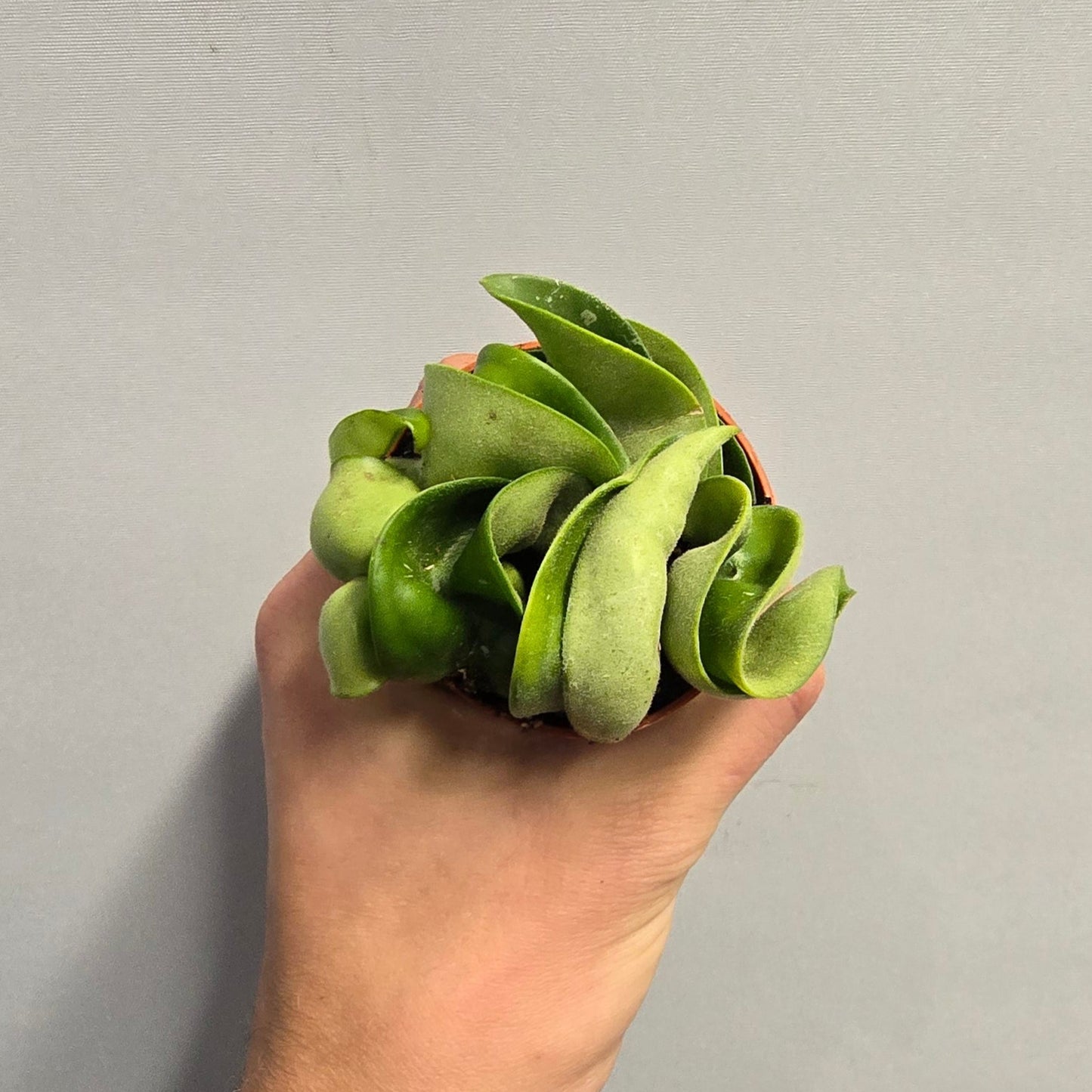 Mini - Hoya Carnosa Compacta