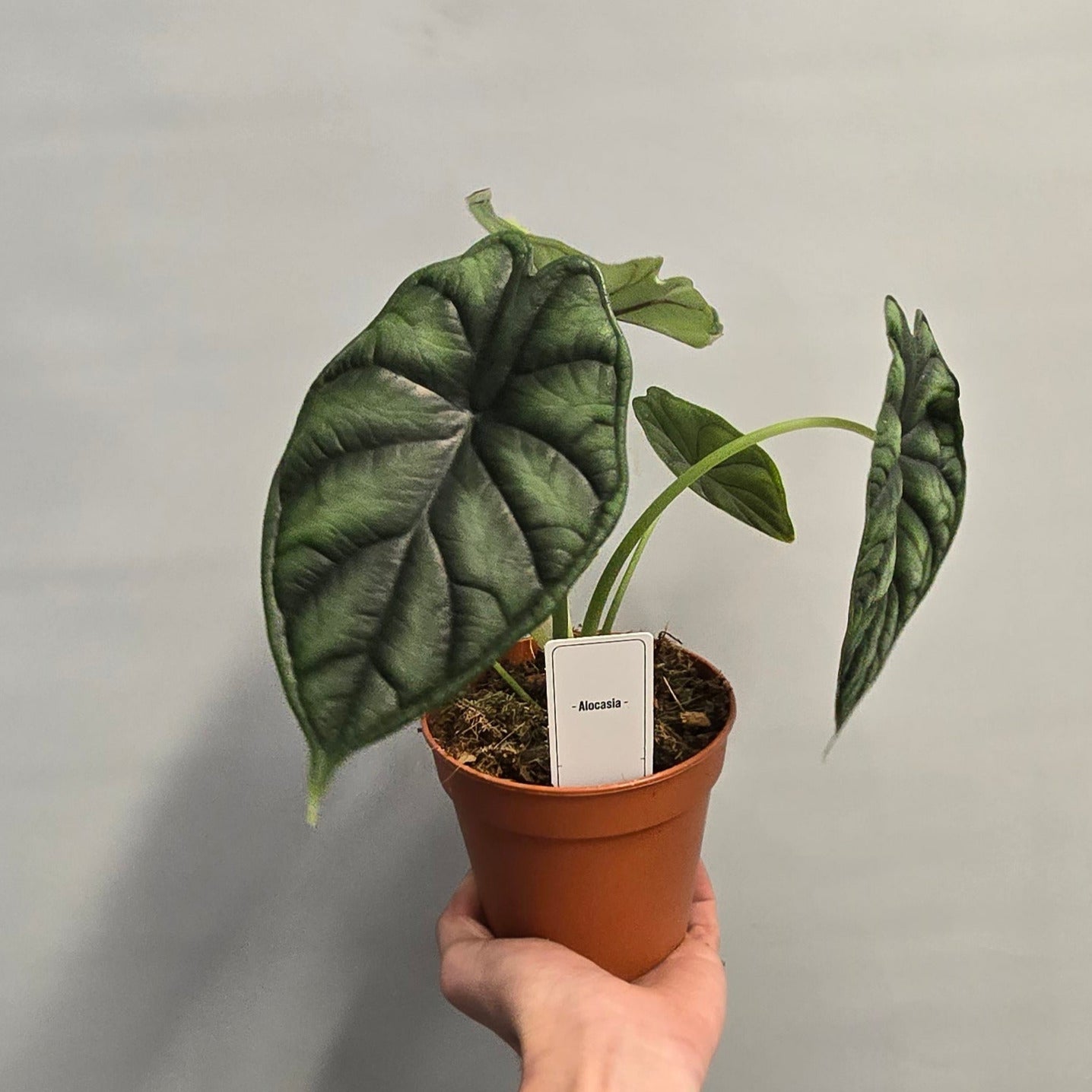 Alocasia Dragon Scale