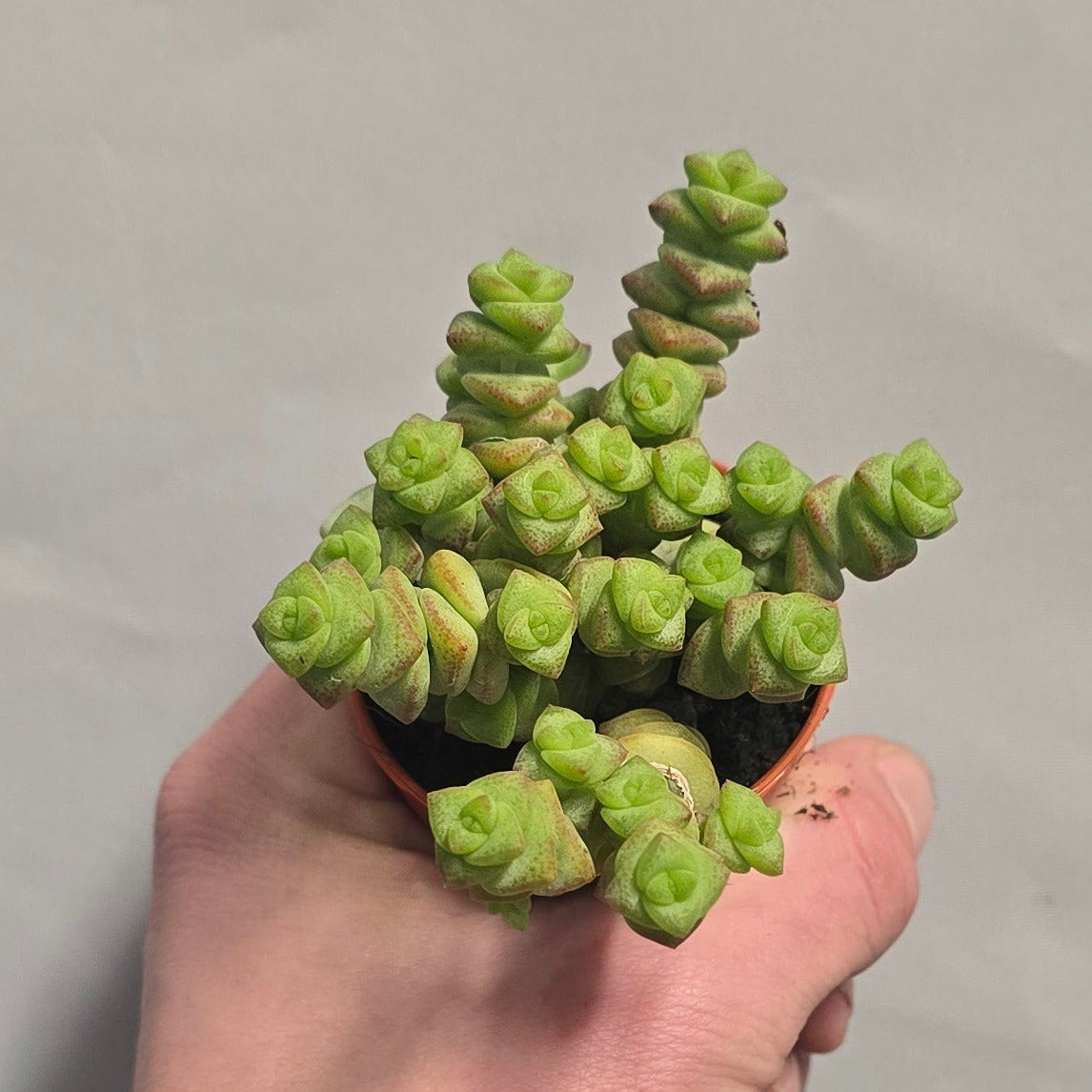 Mini - Jade Necklace Crassula Marnieriana