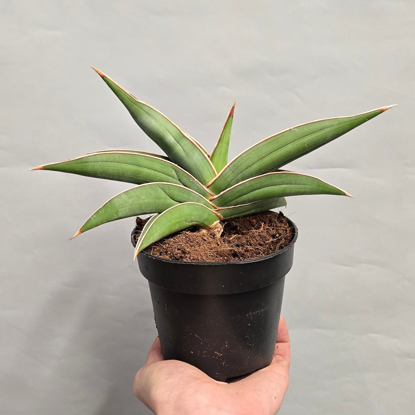Sansevieria Almond Silver