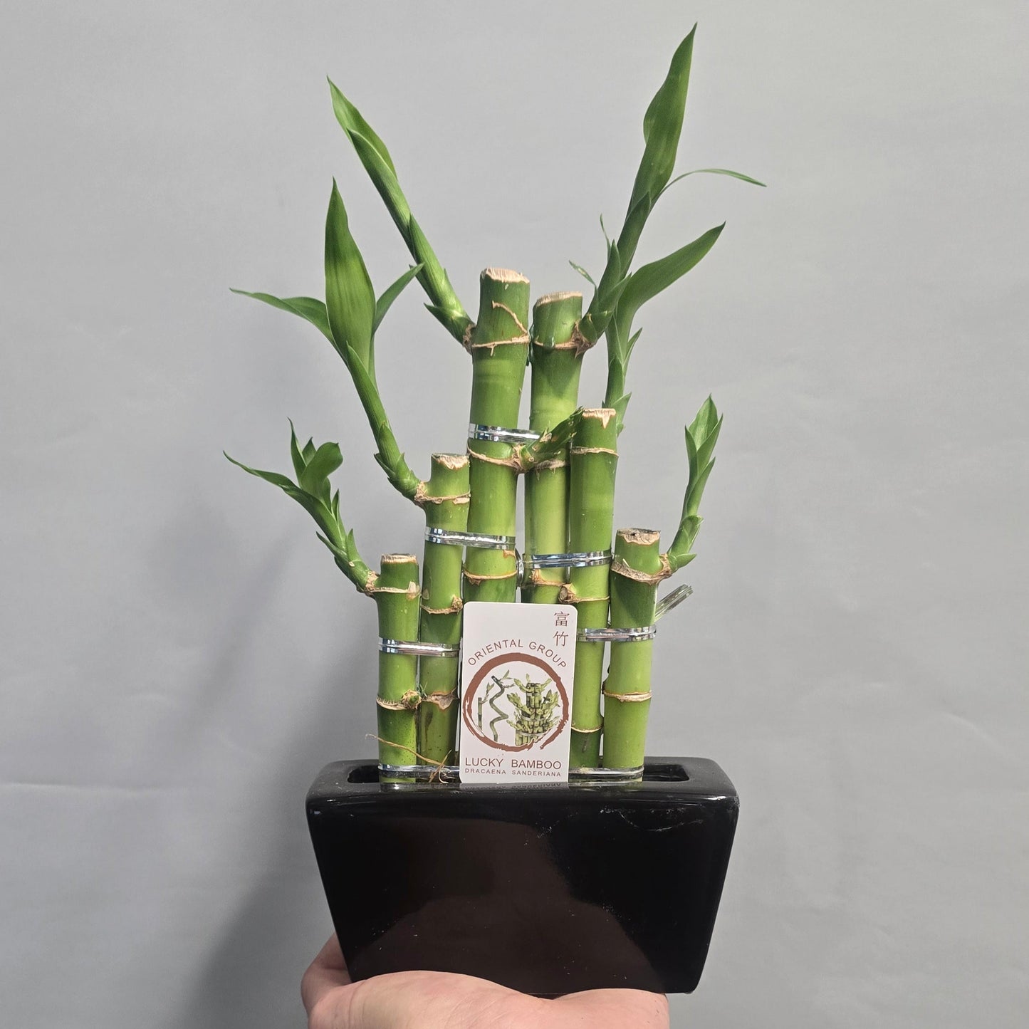 Lucky Bamboo & Pot