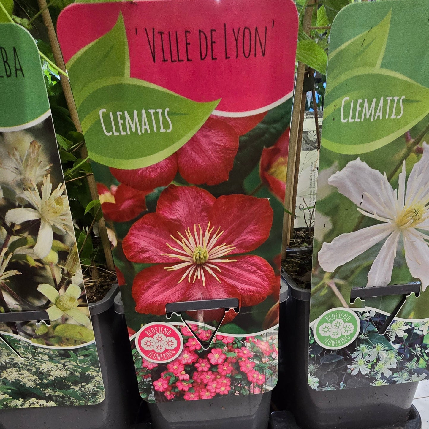 Clematis - Mixed Varieties