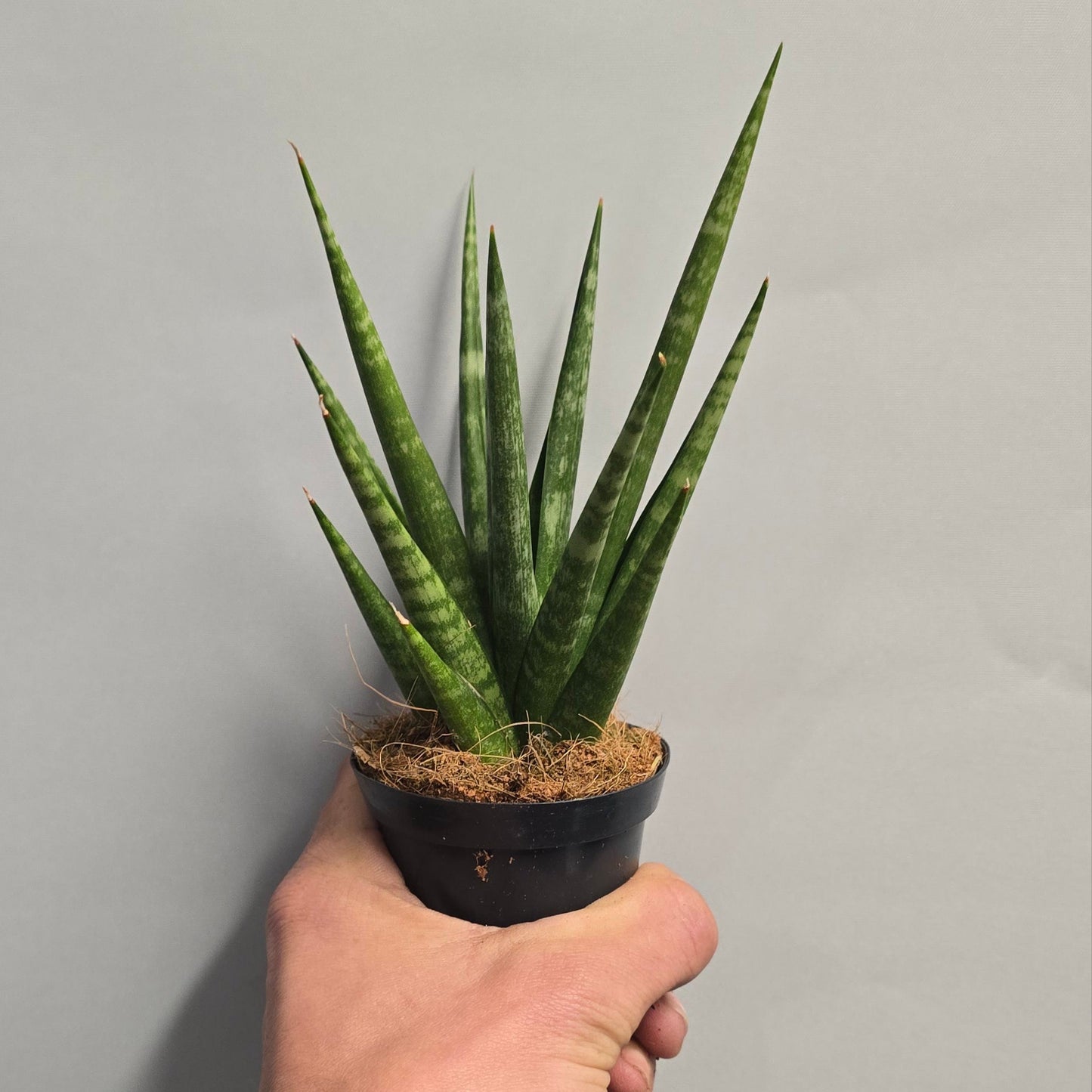Mini - Sansevieria Cylindrica