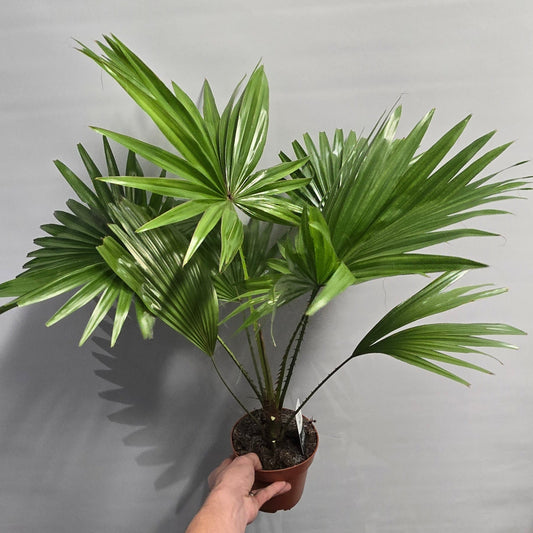 Livistonia Palm - Rotundifolia