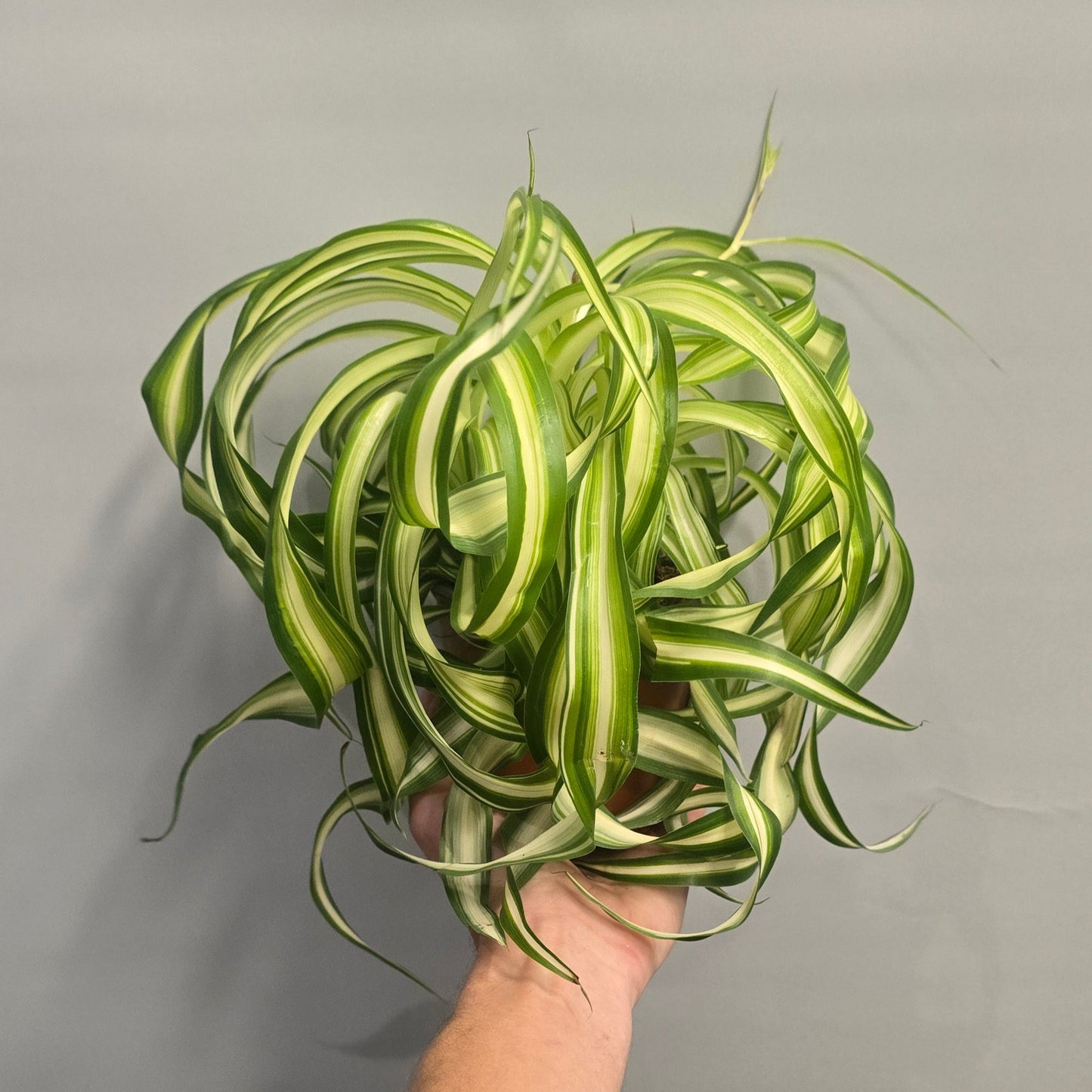 Curly Spider Plants - Chlorophytum Ocean