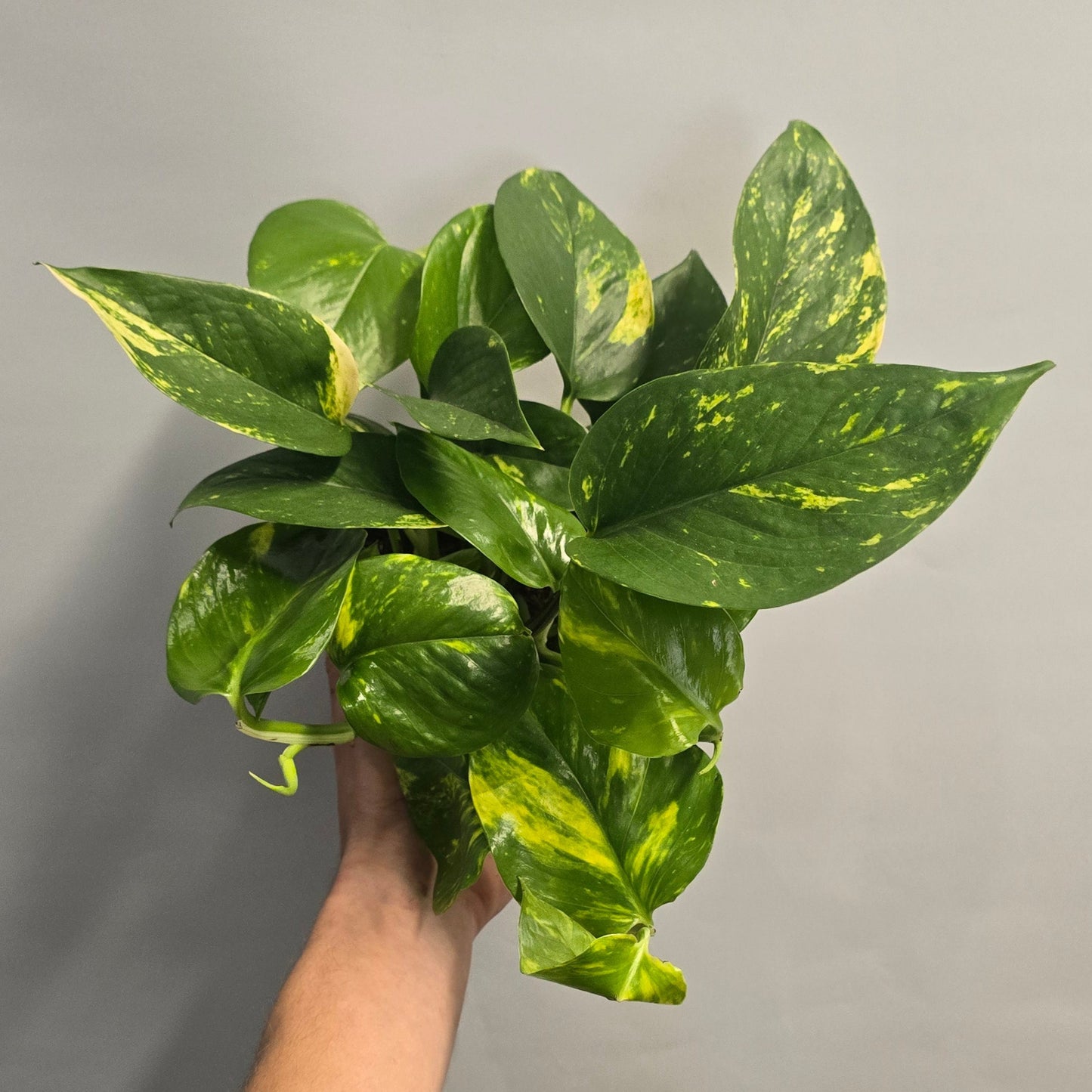 Hawaiian Pothos