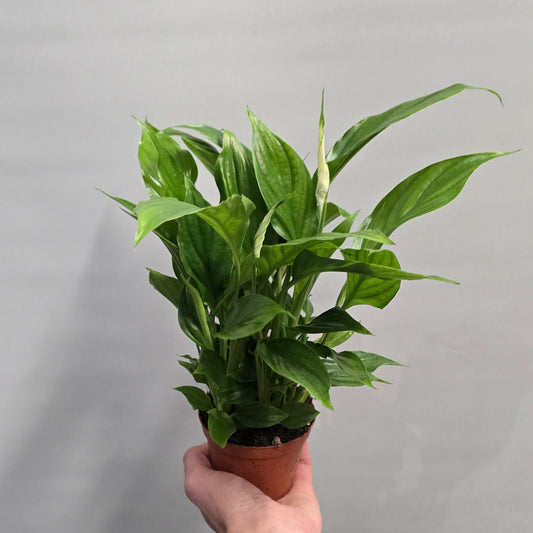Small - Peace Lilly - Spathiphyllum