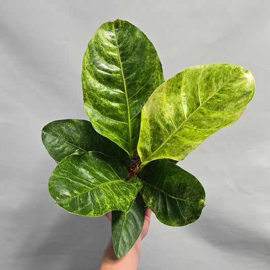 Variegated Anthurium Crassinervium Karma Birdnest
