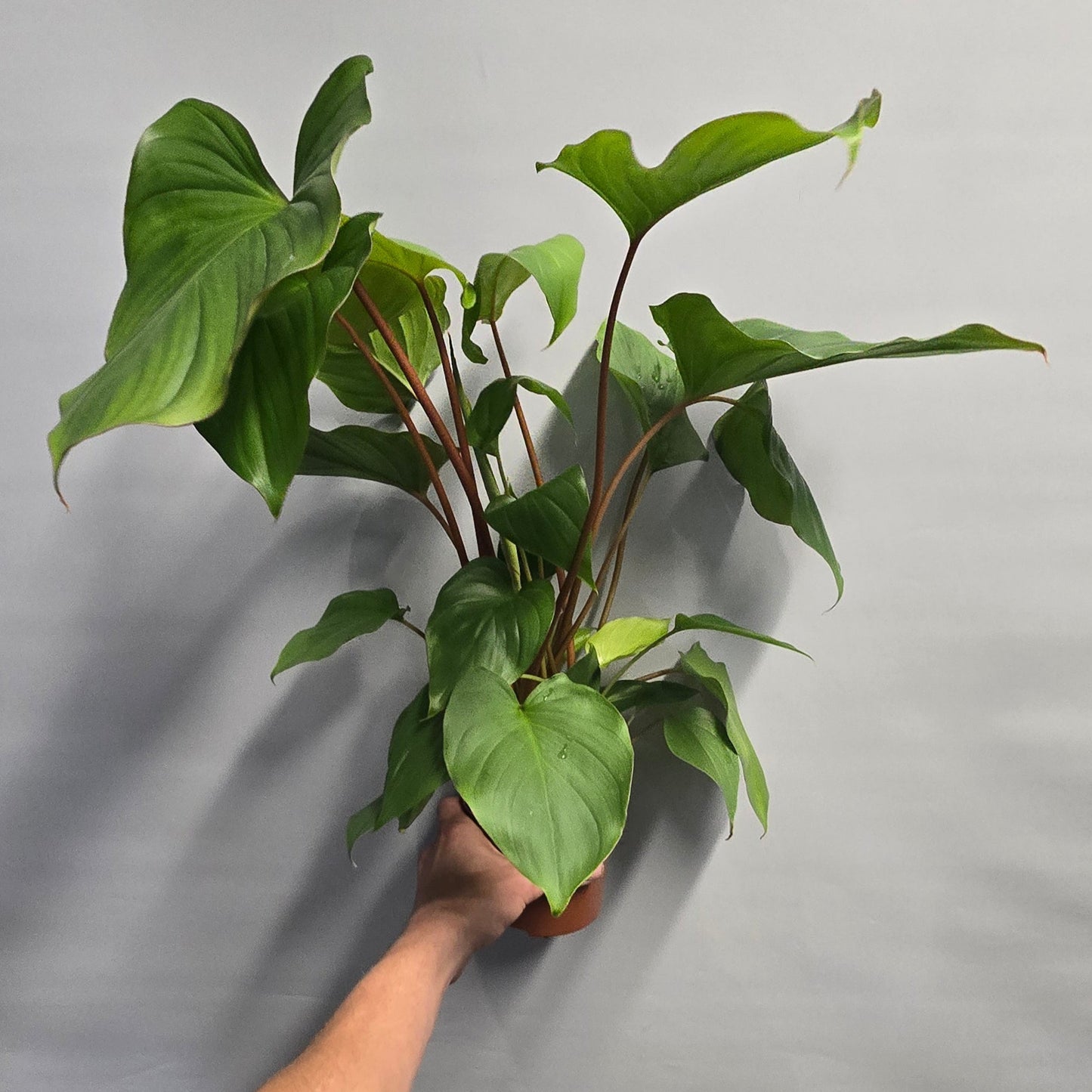 Homalomena Rubescens - Maggy