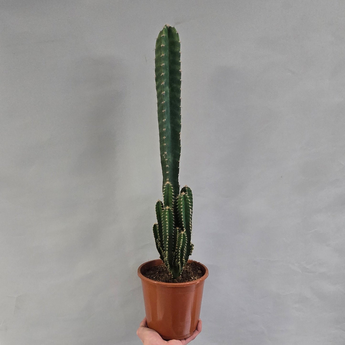 Large Cereus Peruvianus Florida Cactus