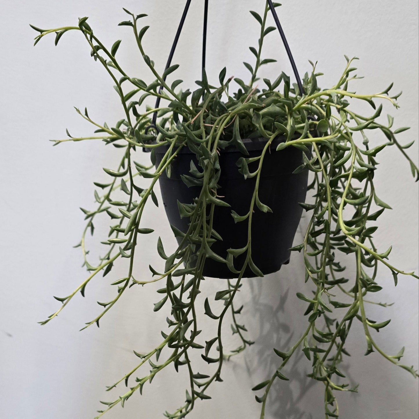 String of Dolphins - Hanging Pot