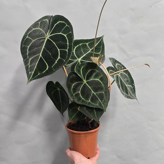 Anthurium Clarinervium