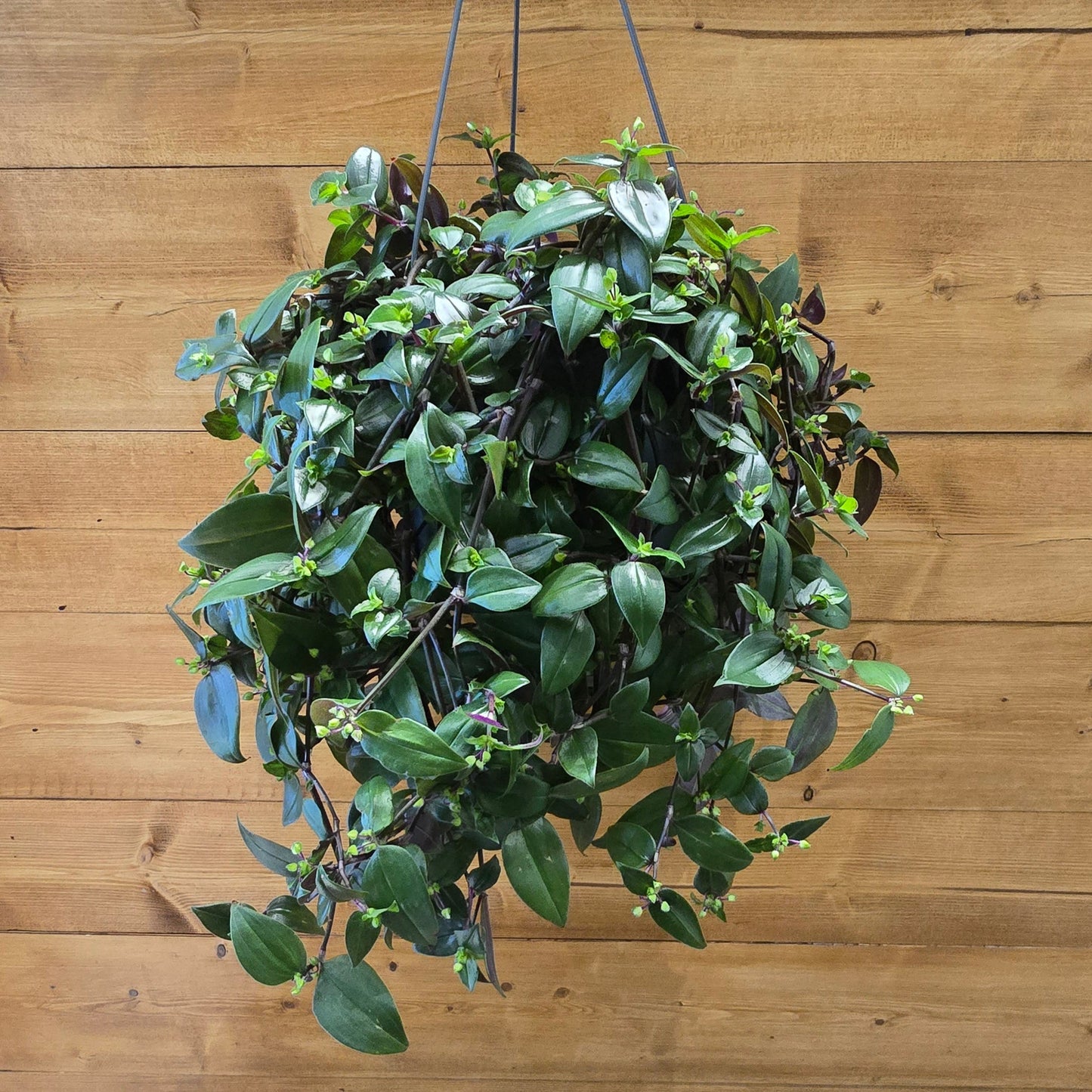 Hanging - Tradescantia Green Hill