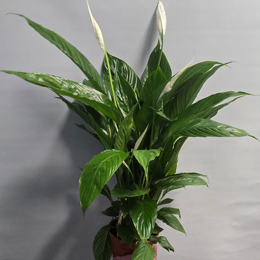 Giant Peace Lilly - Spathiphyllum