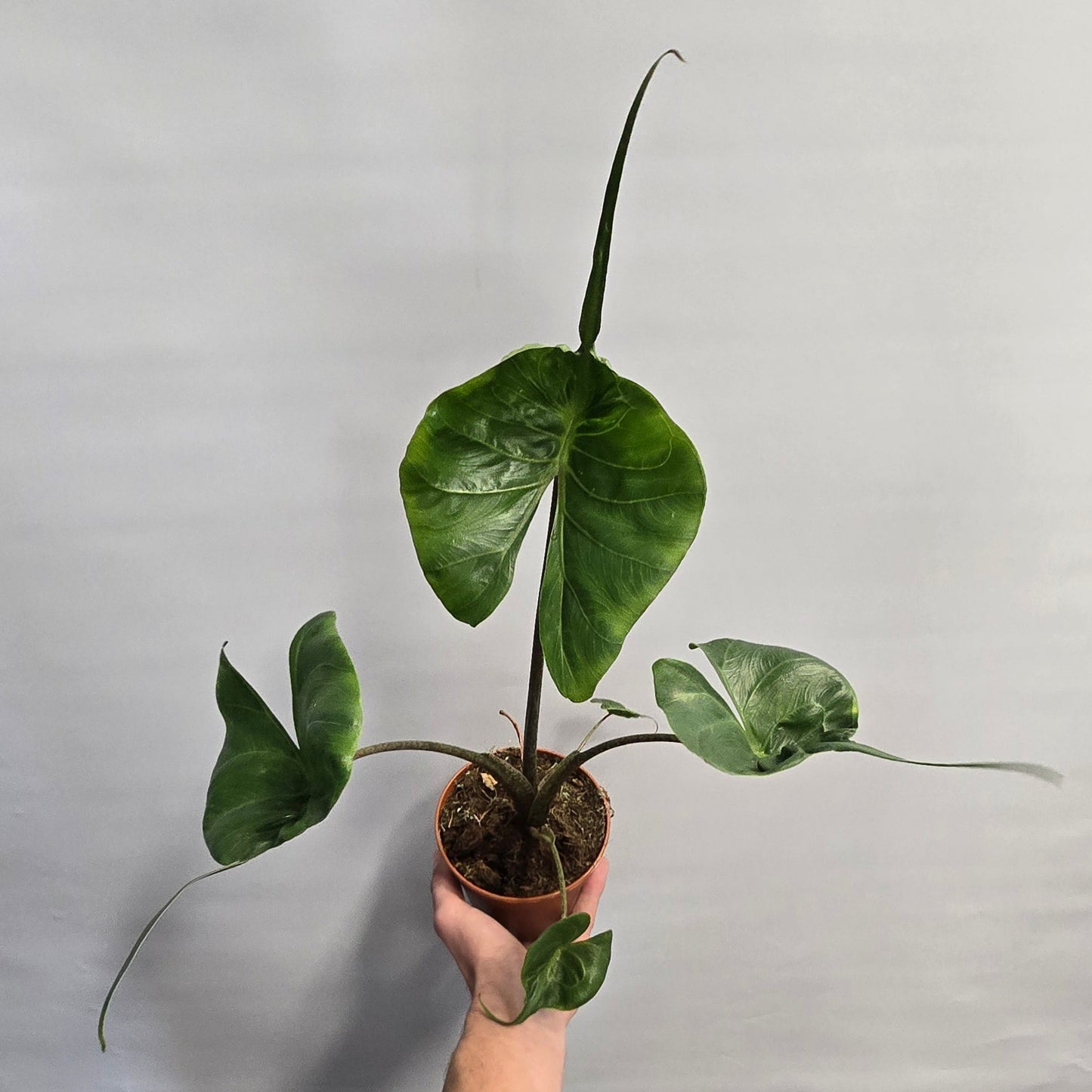 Alocasia Stingray