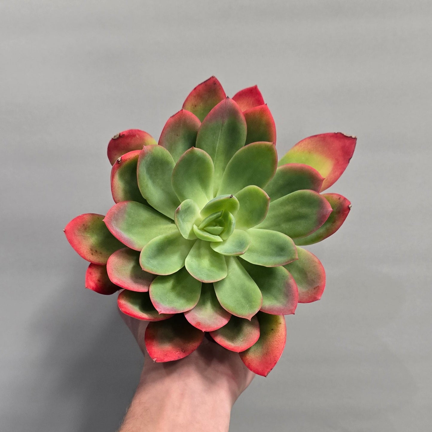 Echeveria - Luella
