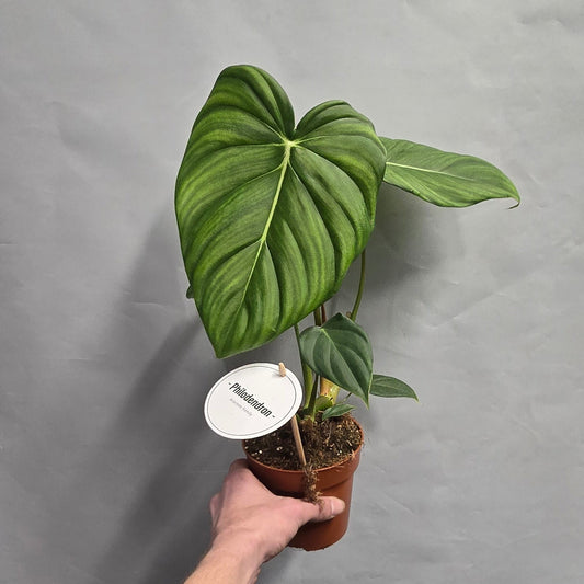 Philodendron - Mcdowell