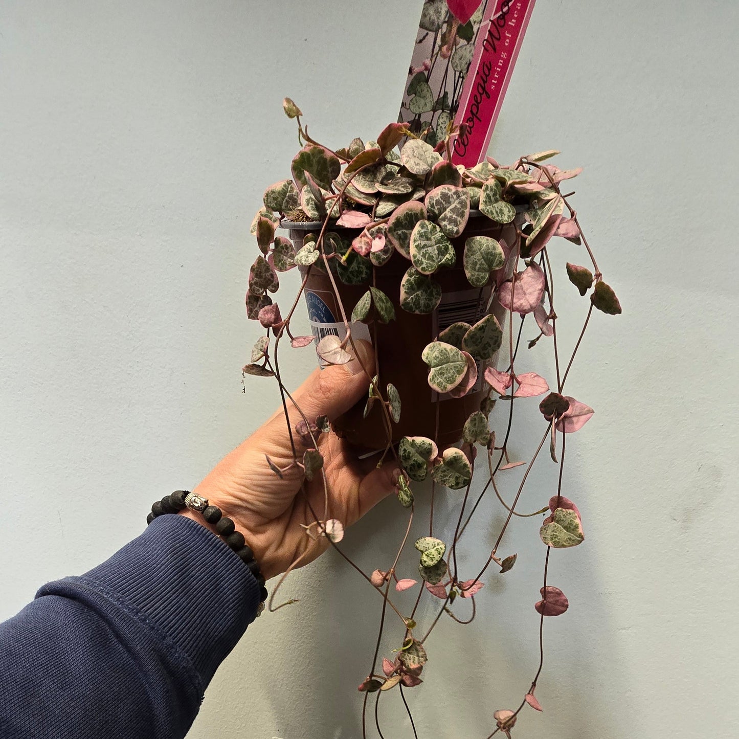 Pink String of Hearts - Ceropegia