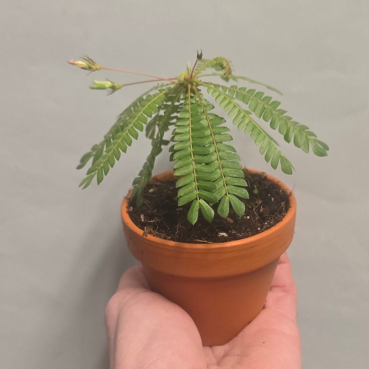 Biophytum Sensitivum - Sensitive Plant
