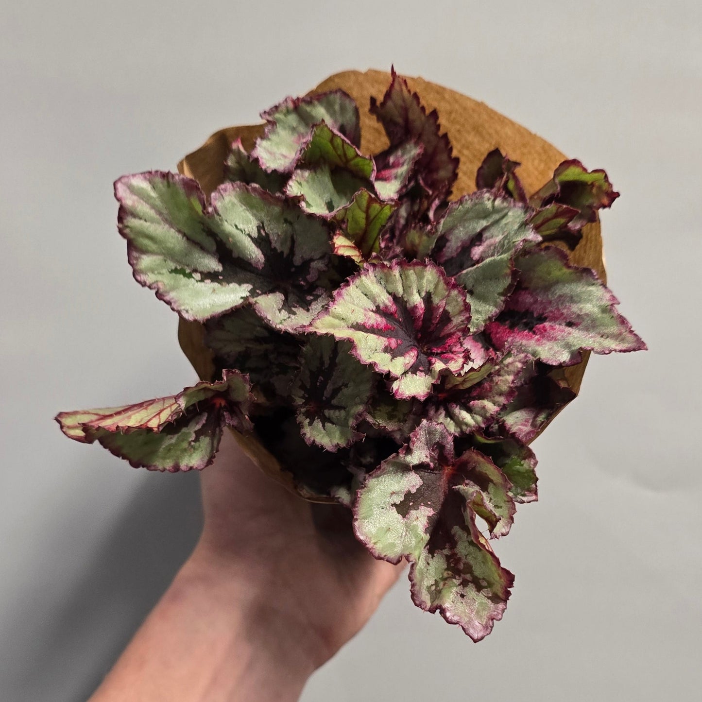 Small Begonia - "rex" - Mixed Varieties