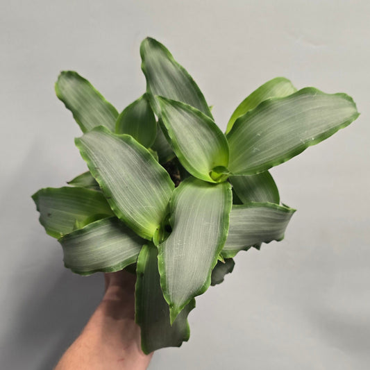 Bright Star - Murdannia Loriformis