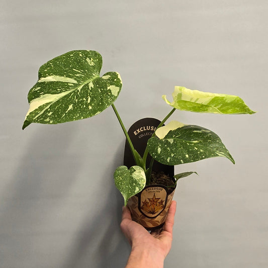 Monstera Thai Constellation (DAMAGED MARKED LEAVES)