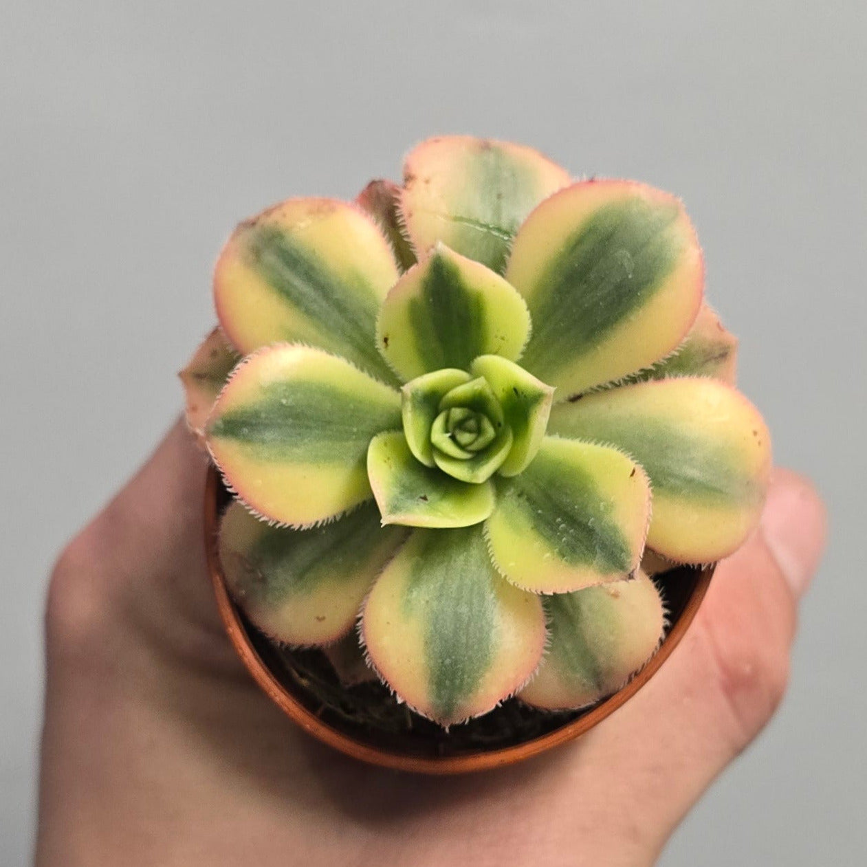 Mini - Aeonium Starburst