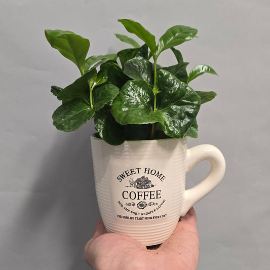 Coffee Plant & White Mug