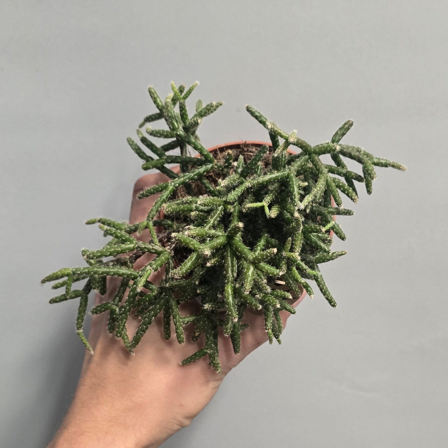 Small Rhipsalis Cactus - Mixed
