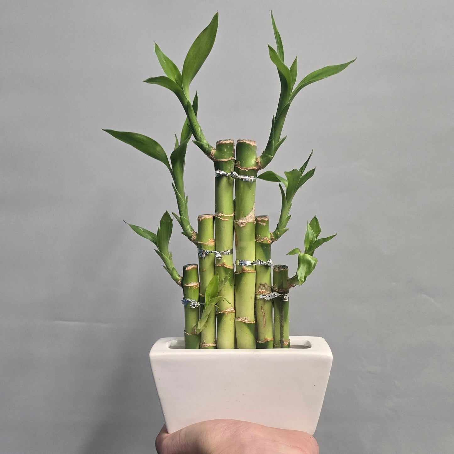 Lucky Bamboo & Pot
