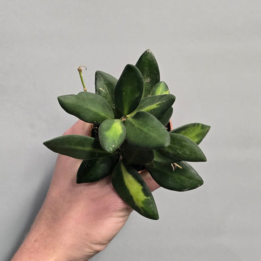 Mini - Hoya Burtoniae Variegated