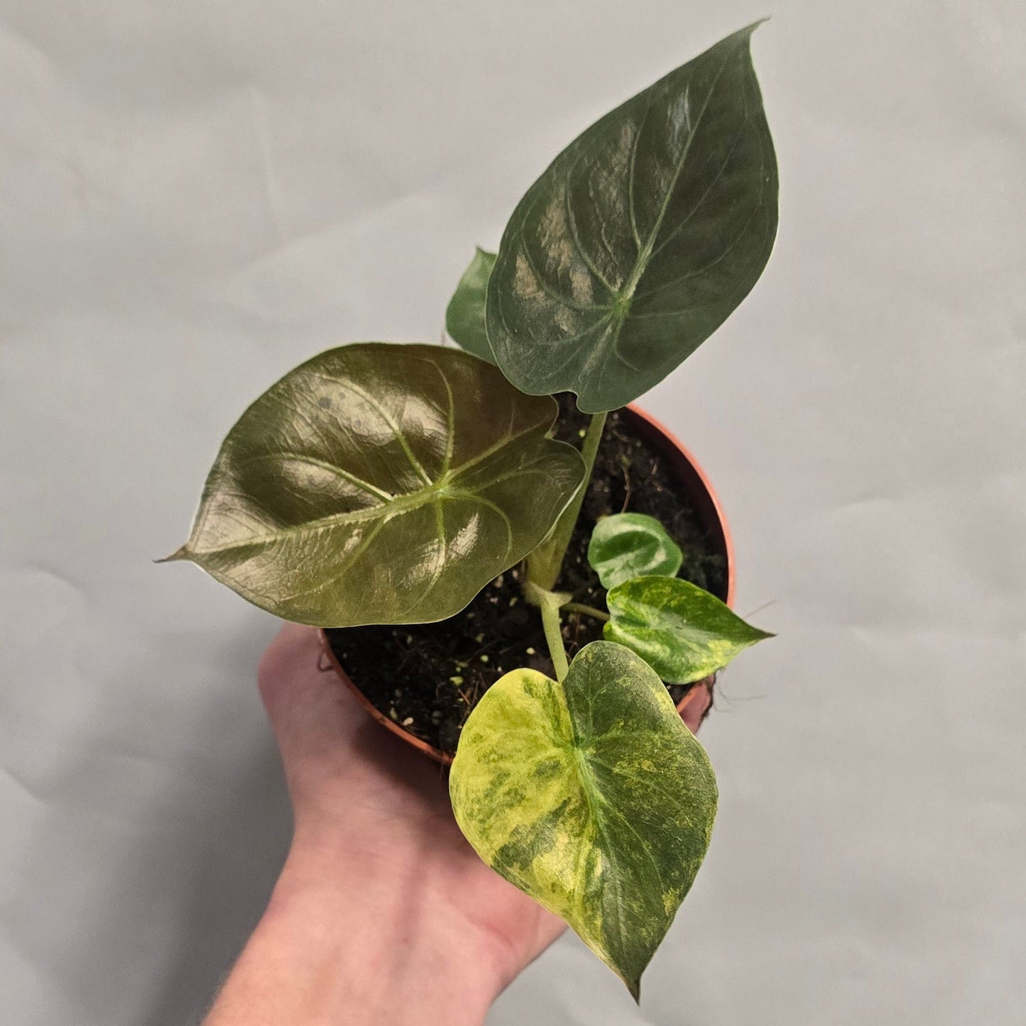 Alocasia Wentii Aurea