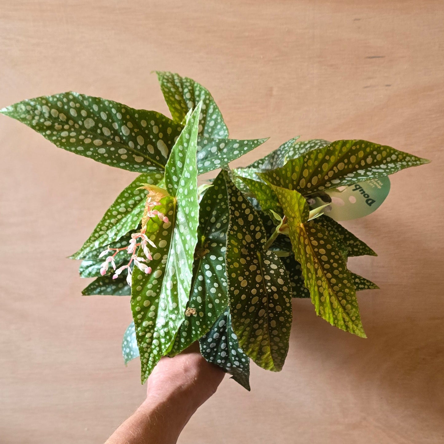 Begonia Maculata Double Dot