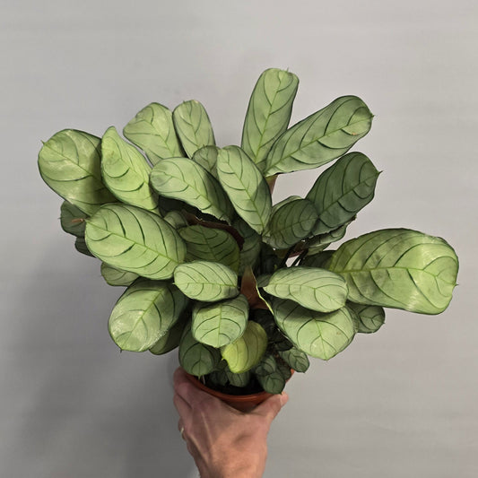 Ctenanthe Burle-marxii - Amagris