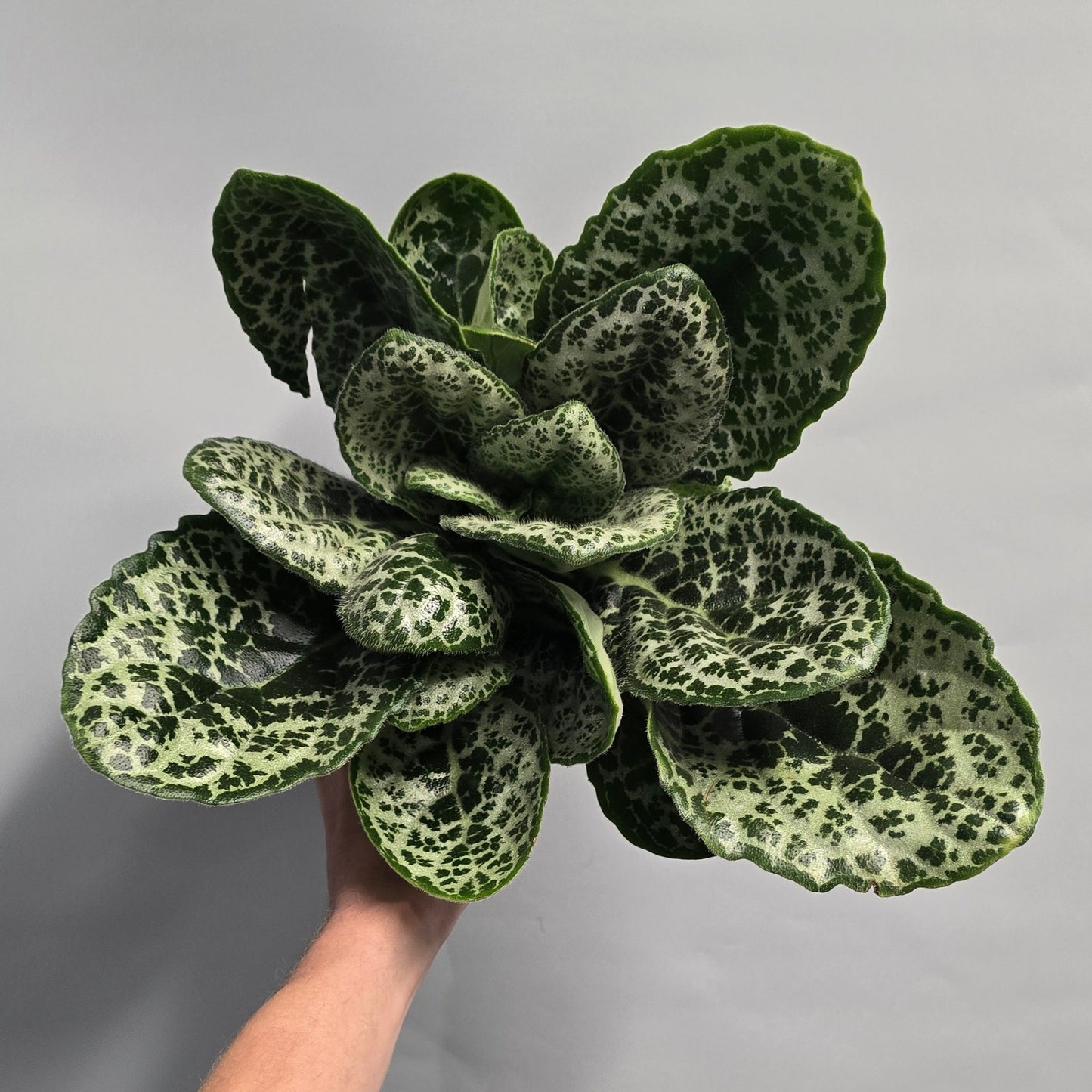 Streptocarpus - Pretty Turtle