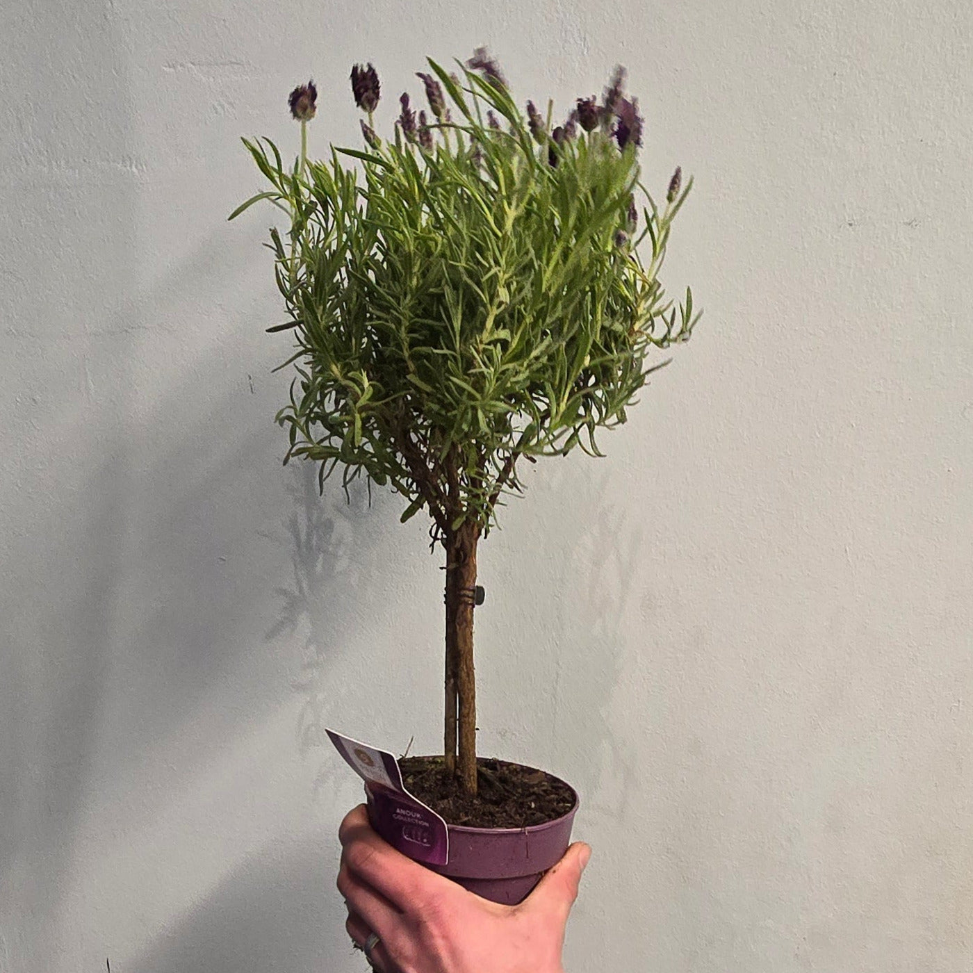 Lavender Tree - 40cm