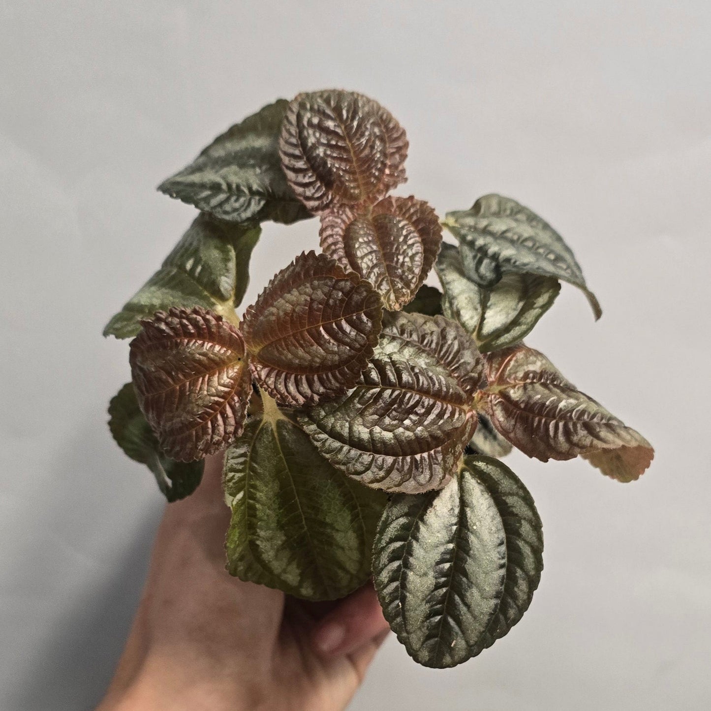 Pilea Norfolk