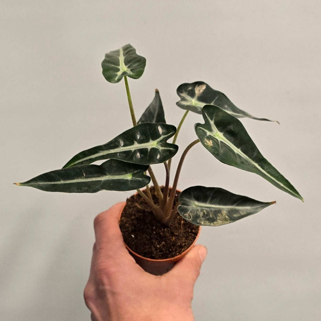 Mini - Alocasia Amazonica