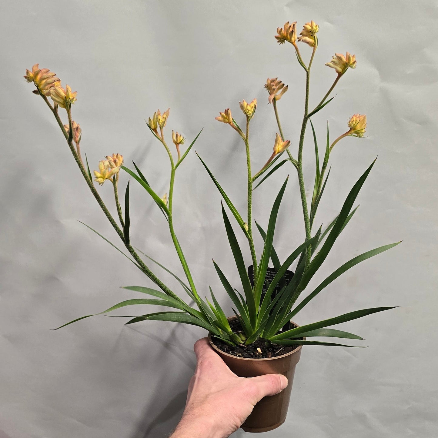 Kangaroo Paws - Anigozanthos