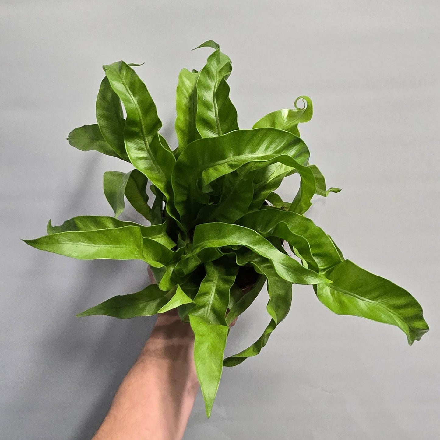 Hurricane Fern