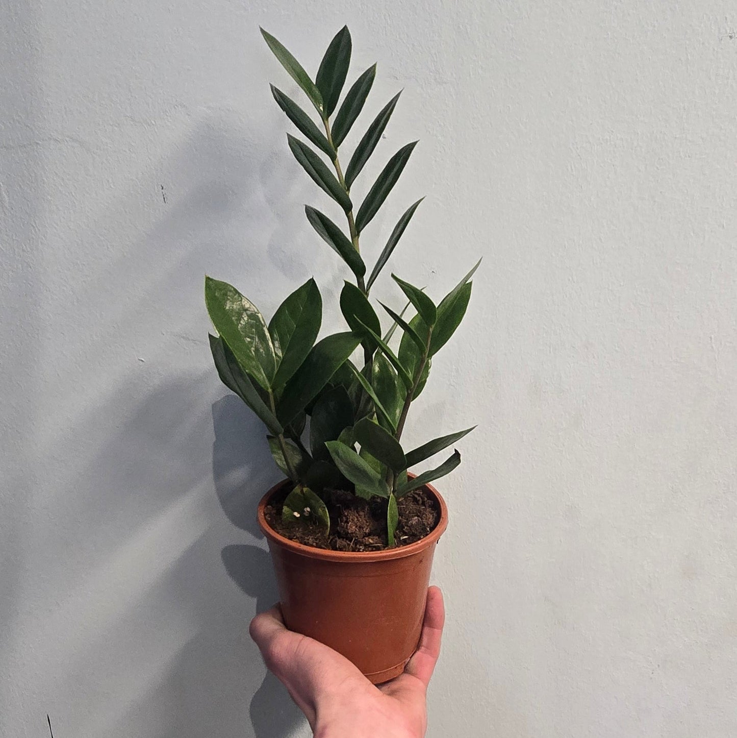 ZZ - Zamioculcas Zamifolia