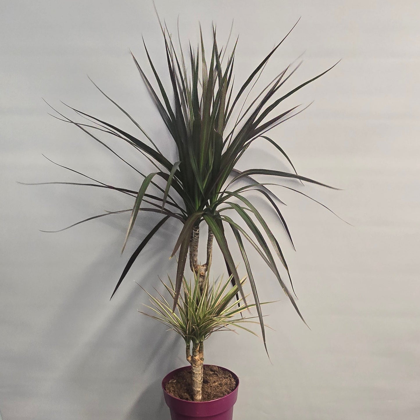Dracaena Mixed Pot - 80cm