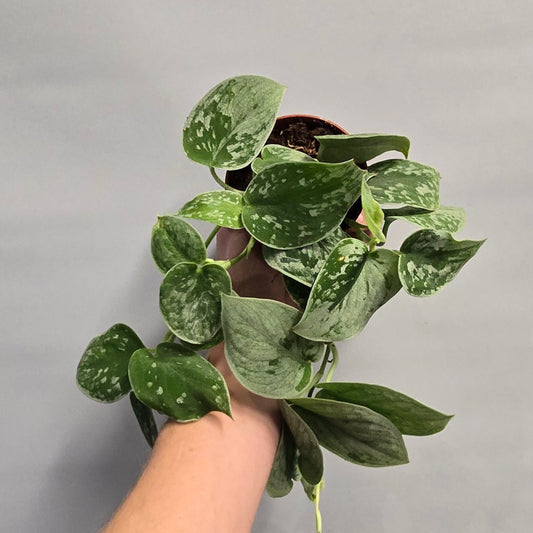 Scindapsus Silver Ann