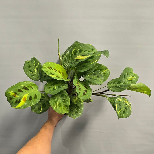 Variegated Rabbits Foot Maranta Fiesta