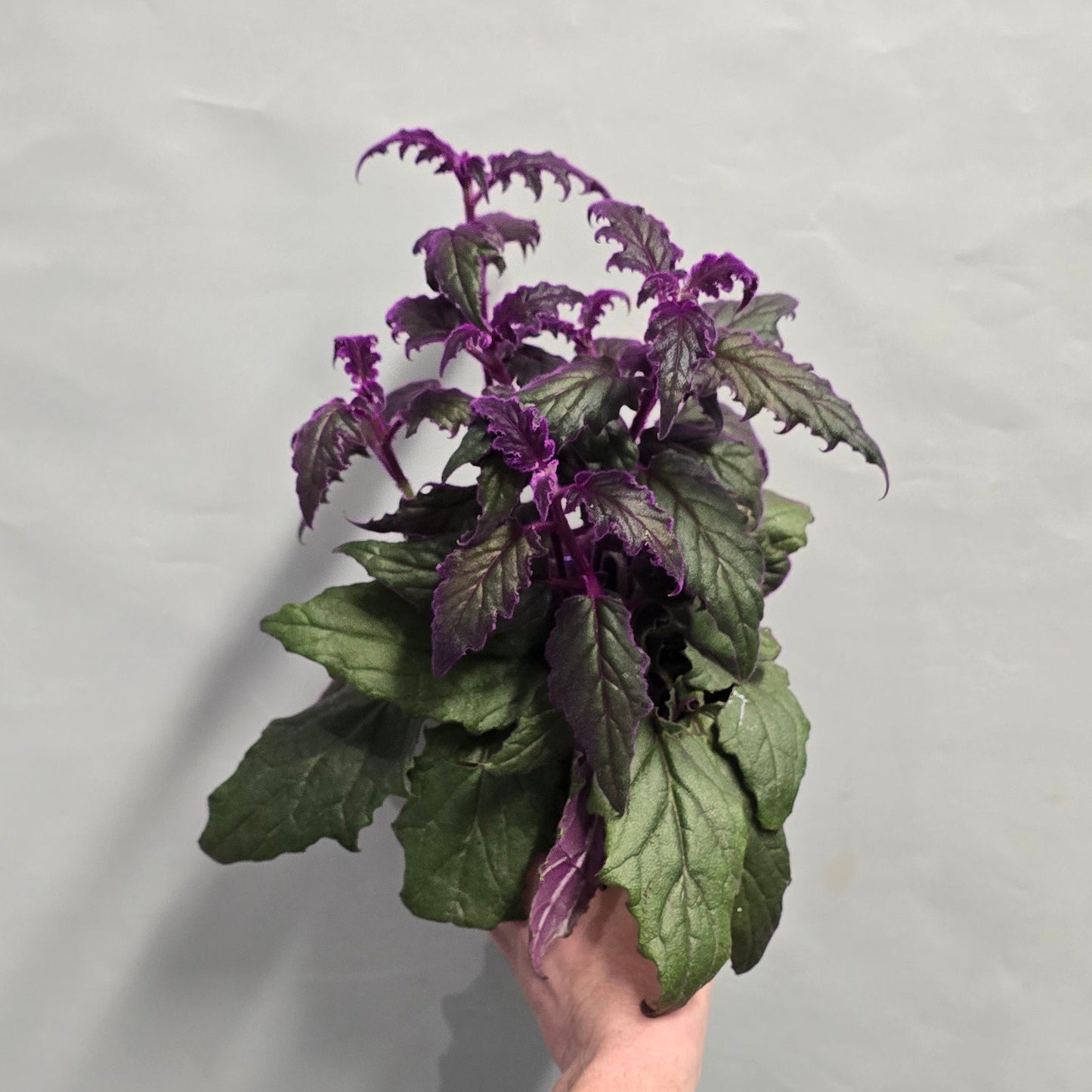 Gynura Purple Passion